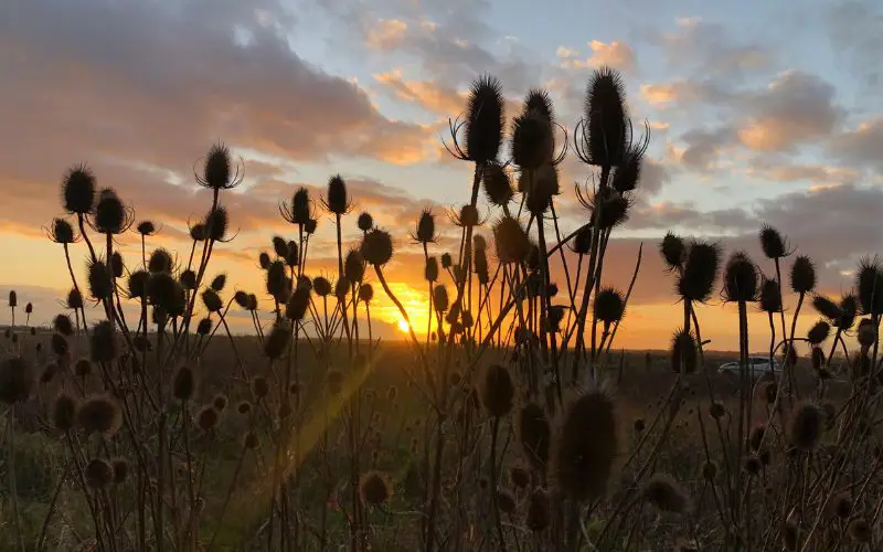 The sun setting behind thistles. 