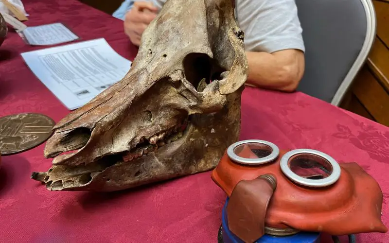 An animal skull and old coin sat on a table. 