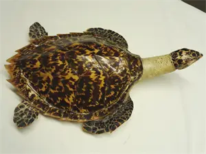 Hawksbill Turtle